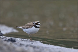 <p>KULÍK ŘÍČNÍ (Charadrius dubius) Varnsdorf ---- /Little ringed plover - Flussregenpfeifer/</p>